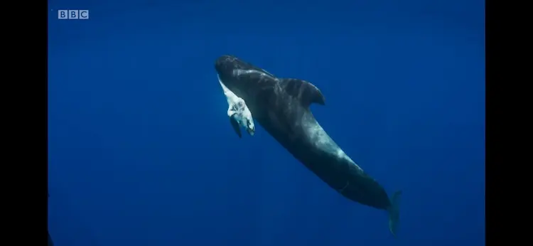 Short-finned pilot whale (Globicephala macrorhynchus) as shown in Blue Planet II - Big Blue